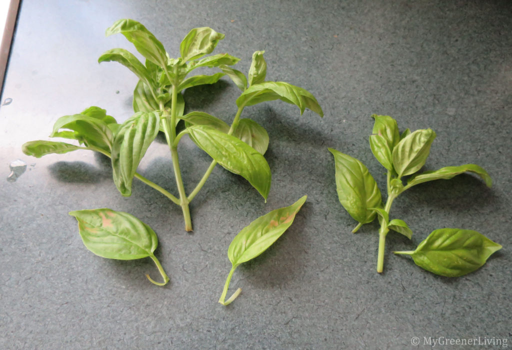 cut basil preparing for root growth