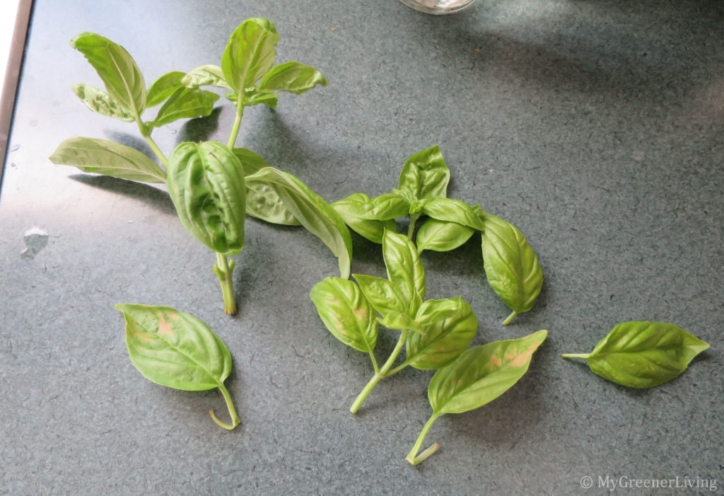 cut basil preparing to root