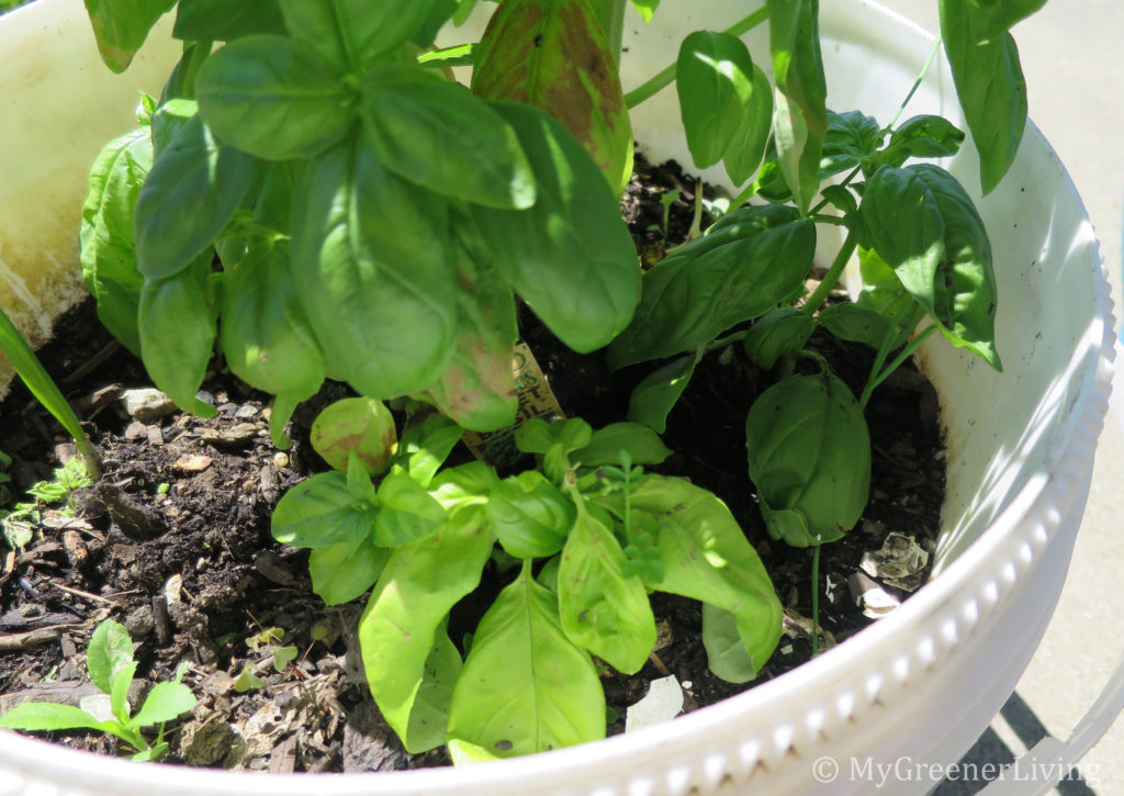 pot of basil with newly rooted sections growing