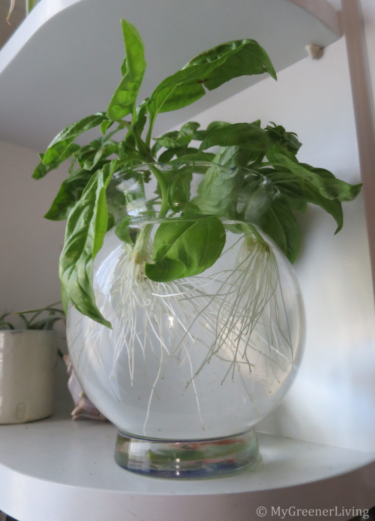 basil cutting, day 11