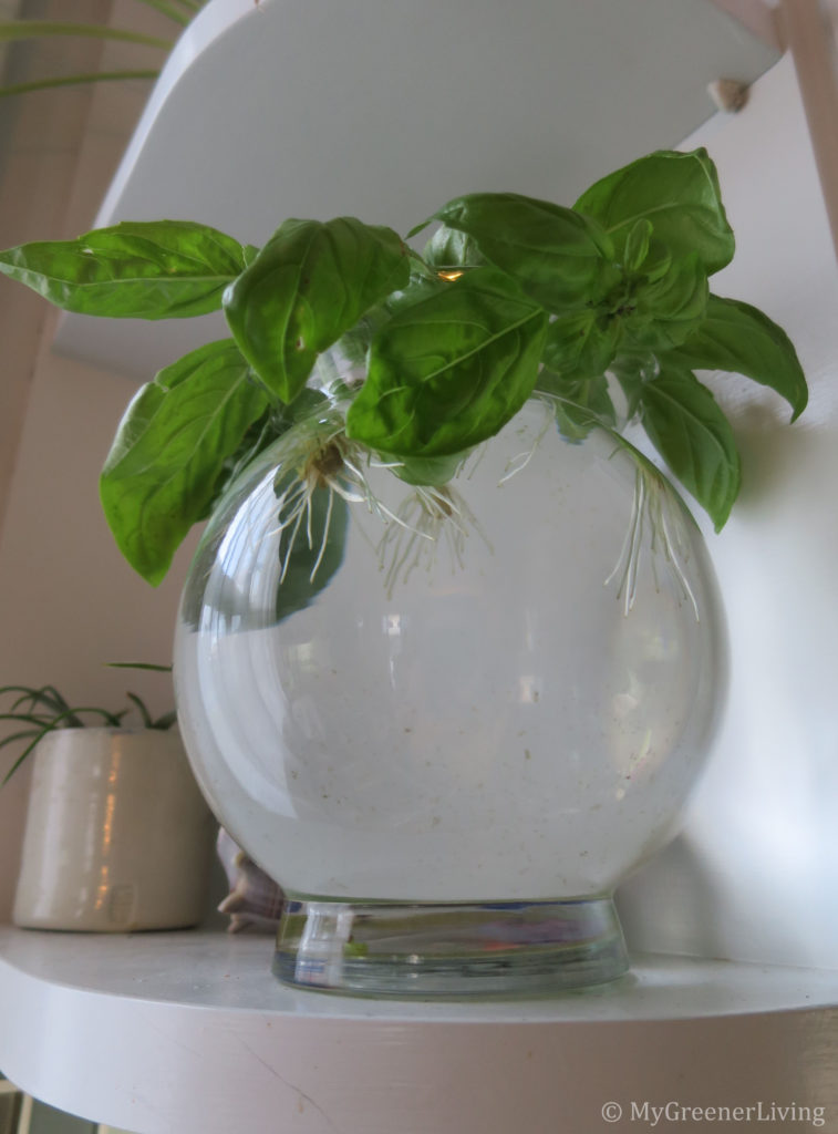 basil cuttings, day 9