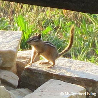 chipmunk