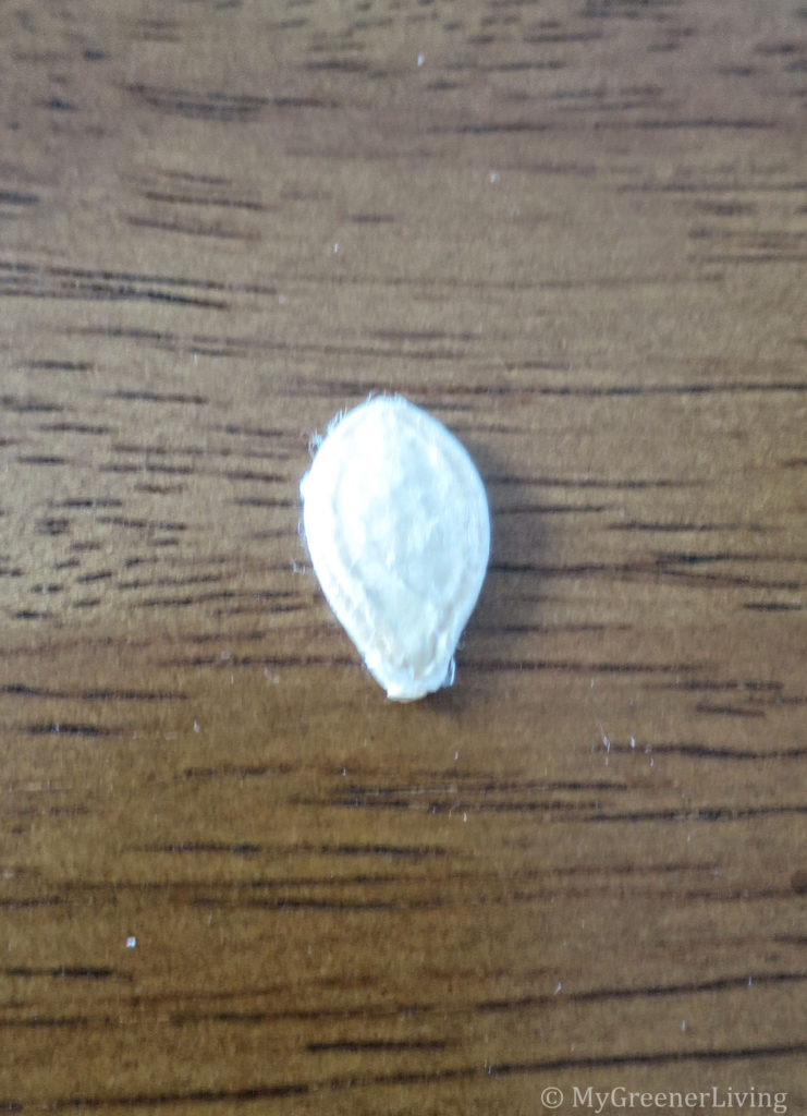 dried organic spaghetti squash seed in planting orientation (pointy side down)
